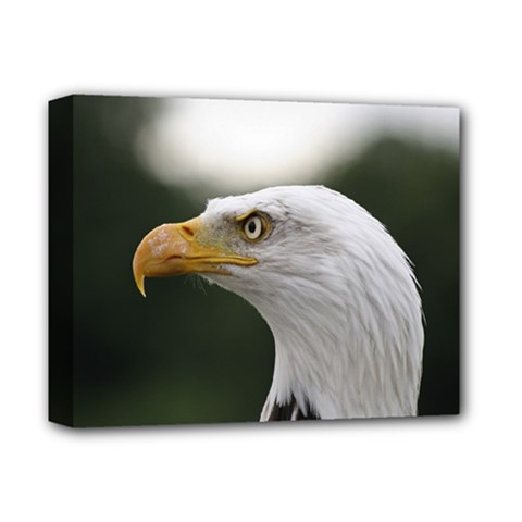 Bald Eagle (1) Deluxe Canvas 14  X 11  (framed) by smokeart