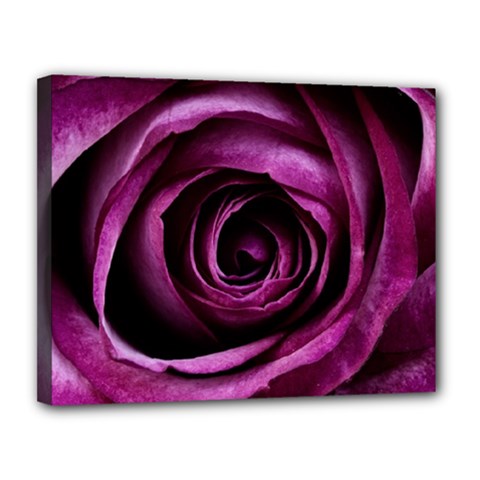 Deep Purple Rose Canvas 14  X 11  (framed) by Colorfulart23