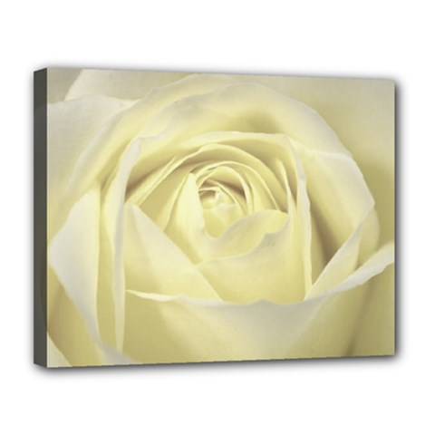  Cream Rose Canvas 14  X 11  (framed) by Colorfulart23