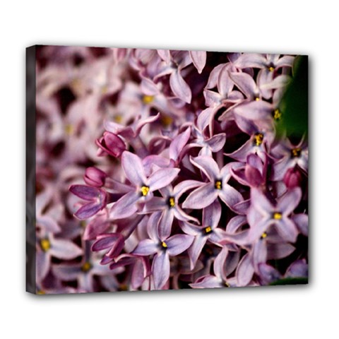 Purple Lilacs Deluxe Canvas 24  X 20   by trendistuff