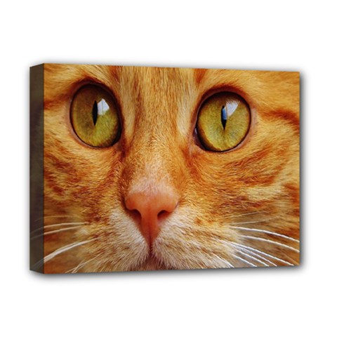 Cat Red Cute Mackerel Tiger Sweet Deluxe Canvas 16  X 12   by Nexatart