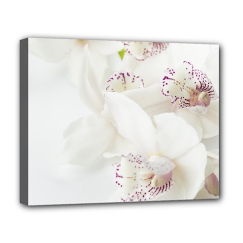 Orchids Flowers White Background Deluxe Canvas 20  X 16   by Nexatart