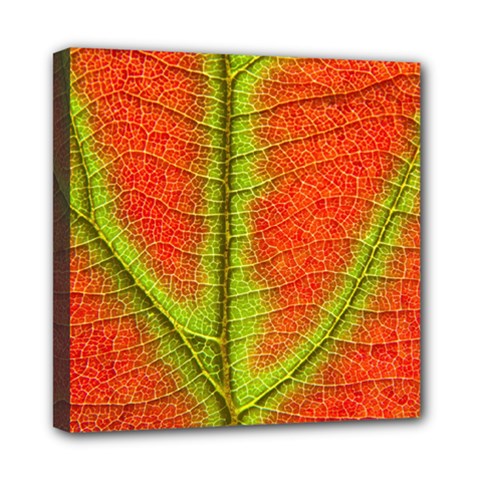 Nature Leaves Mini Canvas 8  X 8  by BangZart