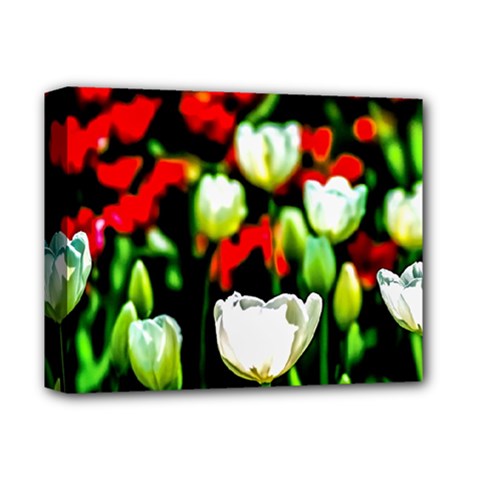White And Red Sunlit Tulips Deluxe Canvas 14  X 11  by FunnyCow