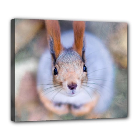 Squirrel Looks At You Deluxe Canvas 24  X 20   by FunnyCow