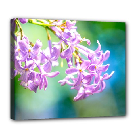 Beautiful Pink Lilac Flowers Deluxe Canvas 24  X 20   by FunnyCow