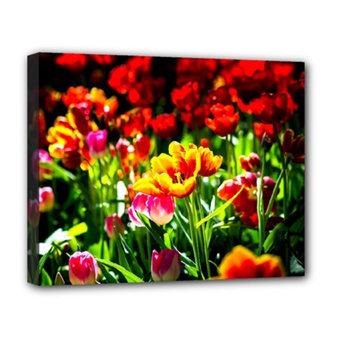 Colorful Tulips On A Sunny Day Deluxe Canvas 20  X 16   by FunnyCow