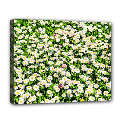 Green Field Of White Daisy Flowers Deluxe Canvas 20  X 16   by FunnyCow
