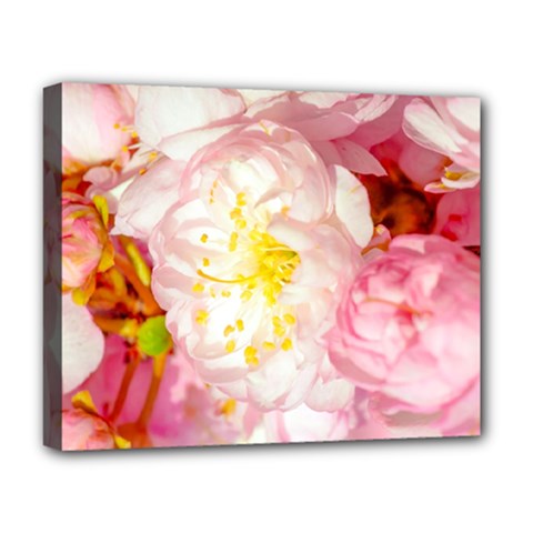 Pink Flowering Almond Flowers Deluxe Canvas 20  X 16   by FunnyCow