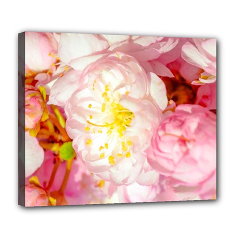 Pink Flowering Almond Flowers Deluxe Canvas 24  X 20   by FunnyCow