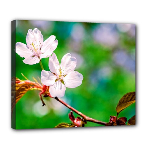 Sakura Flowers On Green Deluxe Canvas 24  X 20   by FunnyCow