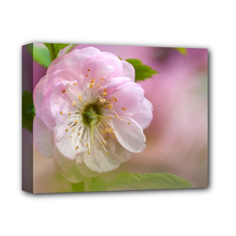 Single Almond Flower Deluxe Canvas 14  X 11  by FunnyCow