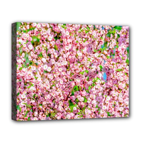 Almond Tree In Bloom Deluxe Canvas 20  X 16   by FunnyCow