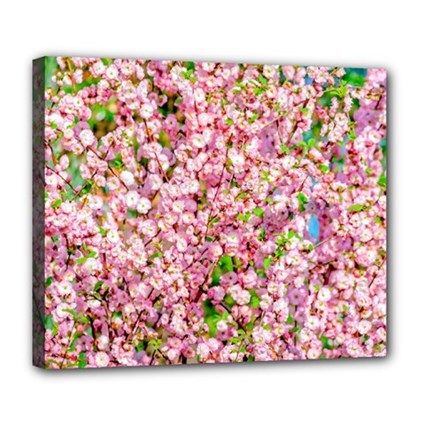 Almond Tree In Bloom Deluxe Canvas 24  X 20   by FunnyCow