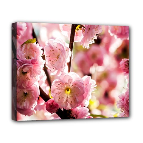 Blooming Almond At Sunset Deluxe Canvas 20  X 16   by FunnyCow