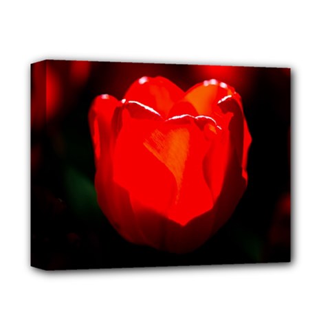 Red Tulip A Bowl Of Fire Deluxe Canvas 14  X 11  (stretched) by FunnyCow