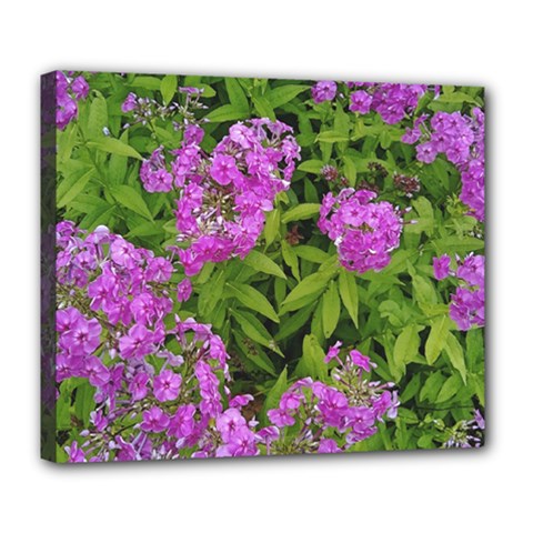 Stratford Garden Phlox Deluxe Canvas 24  X 20  (stretched) by Riverwoman