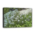 Lurie Garden Amsonia Deluxe Canvas 18  x 12  (Stretched) View1