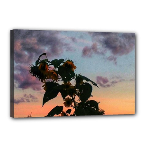 Sunflower Sunset Canvas 18  X 12  (stretched) by okhismakingart