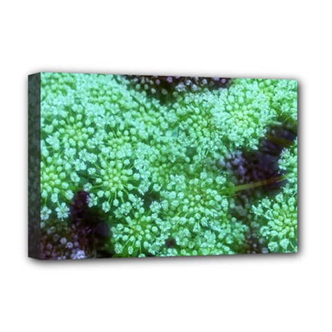 Green Queen Anne s Lace Landscape Deluxe Canvas 18  X 12  (stretched) by okhismakingart