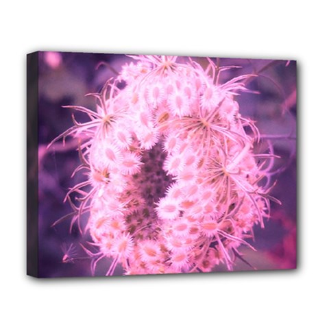 Pink Closing Queen Annes Lace Deluxe Canvas 20  X 16  (stretched) by okhismakingart