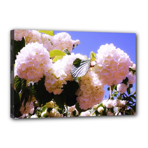 Pink Snowball Branch  Canvas 18  X 12  (stretched) by okhismakingart