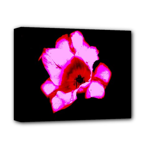 Pink And Red Tulip Deluxe Canvas 14  X 11  (stretched) by okhismakingart