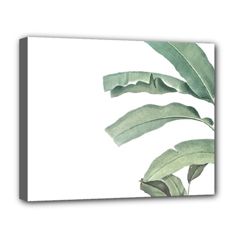 Banana Leaf Deluxe Canvas 20  X 16  (stretched) by goljakoff