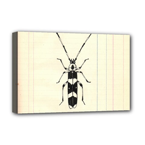 Banded Alder Borer  Deluxe Canvas 18  X 12  (stretched) by Limerence
