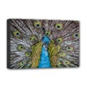 Peacock-feathers2 Deluxe Canvas 18  x 12  (Stretched) View1