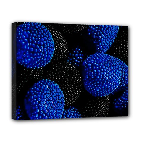 Berry, One,berry Blue Black Deluxe Canvas 20  X 16  (stretched) by nateshop