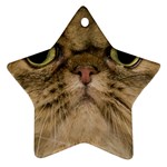 Cute Persian Cat face In Closeup Ornament (Star) Front