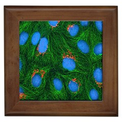 Fluorescence Microscopy Green Blue Framed Tiles by Mariart