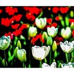 White And Red Sunlit Tulips Deluxe Canvas 14  x 11  14  x 11  x 1.5  Stretched Canvas