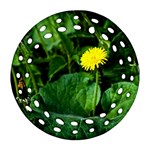 Yellow Dandelion Flowers In Spring Ornament (Round Filigree) Front
