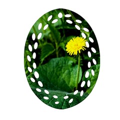 Yellow Dandelion Flowers In Spring Ornament (oval Filigree) by FunnyCow