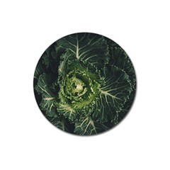 Plant Leaf Flower Green Produce Vegetable Botany Flora Cabbage Macro Photography Flowering Plant Magnet 3  (round) by Vaneshart