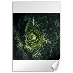Plant Leaf Flower Green Produce Vegetable Botany Flora Cabbage Macro Photography Flowering Plant Canvas 20  X 30  by Vaneshart