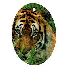 Tiger Ornament (oval) by ironman2222