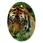 Tiger Ornament (Oval) Front